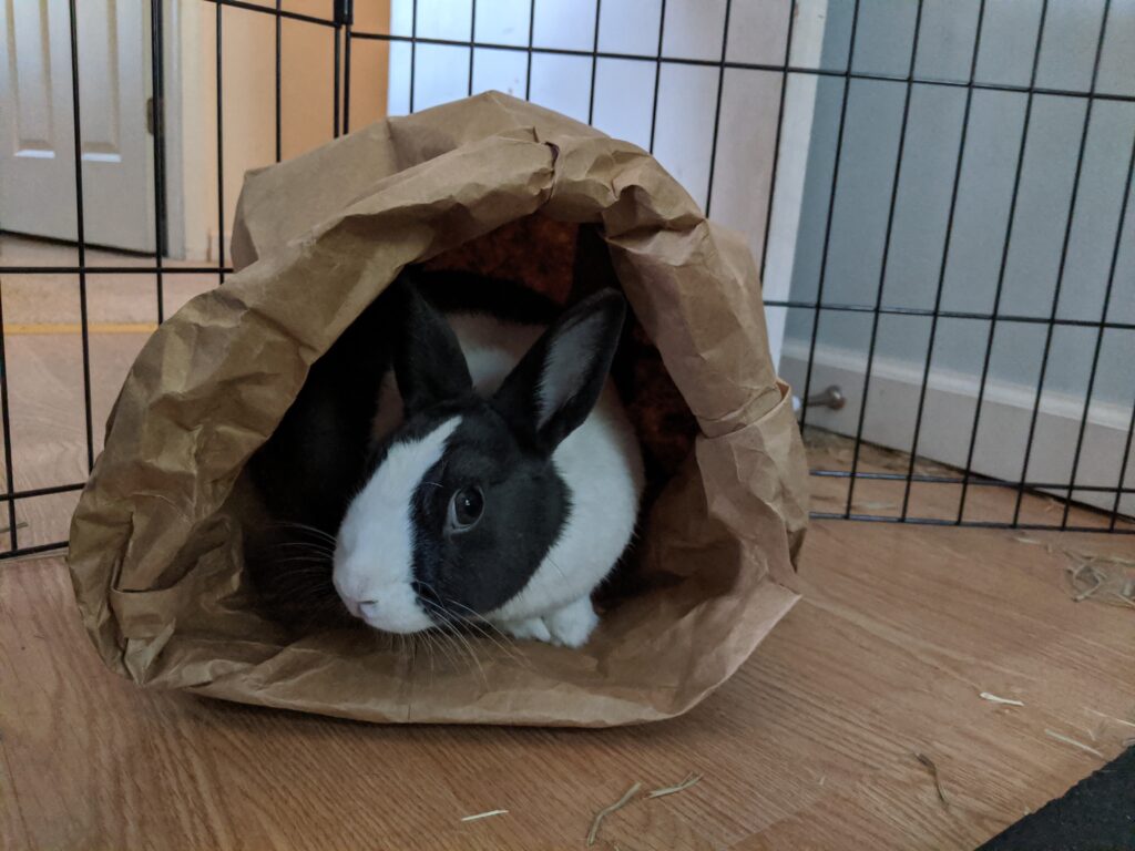 Black and white Dutch bunny rabbit who inspired the Rabbit Care Guide hiding and peeking out of a paper bag