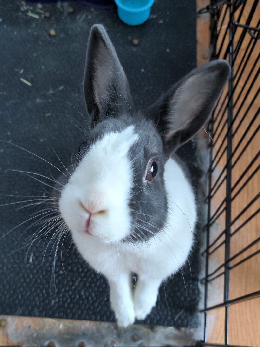 Black and white Dutch bunny rabbit who inspired the Rabbit Care Guide standing on his back legs and looking up into the camera 