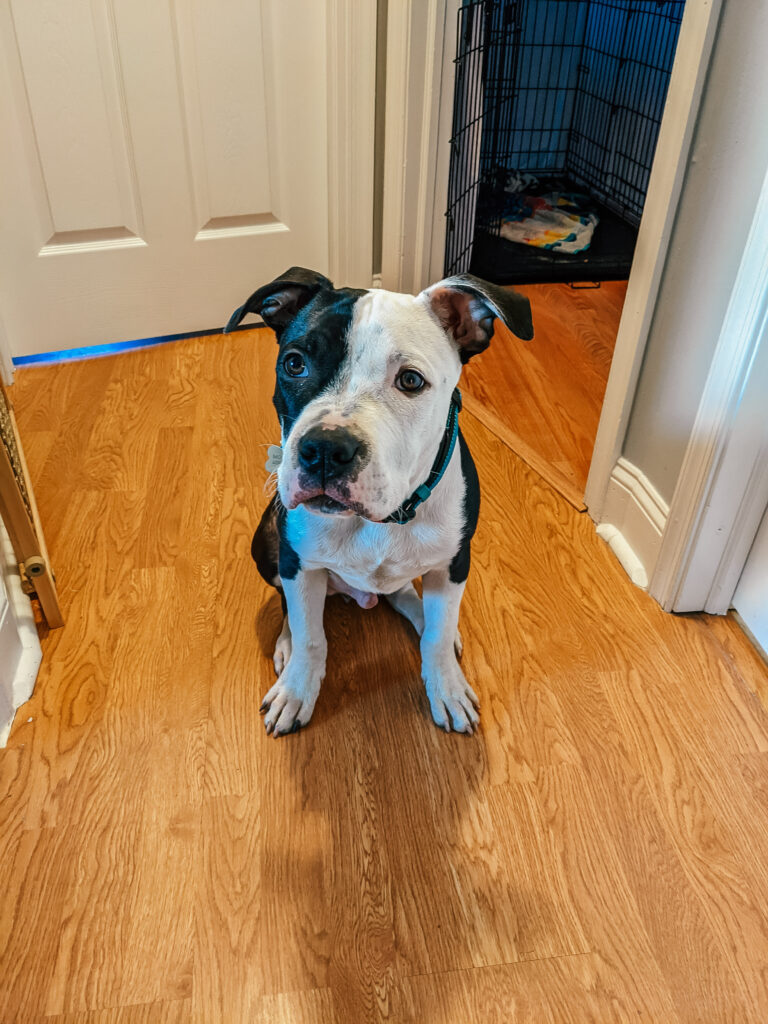 Medium sized Pitbull puppy, Levi, with black body, white feet, and a white face with a large black spot over his left eye sitting in a hallway with oak LVP flooring while wearing some of his puppy essential gear, the  blue Kong collar. 