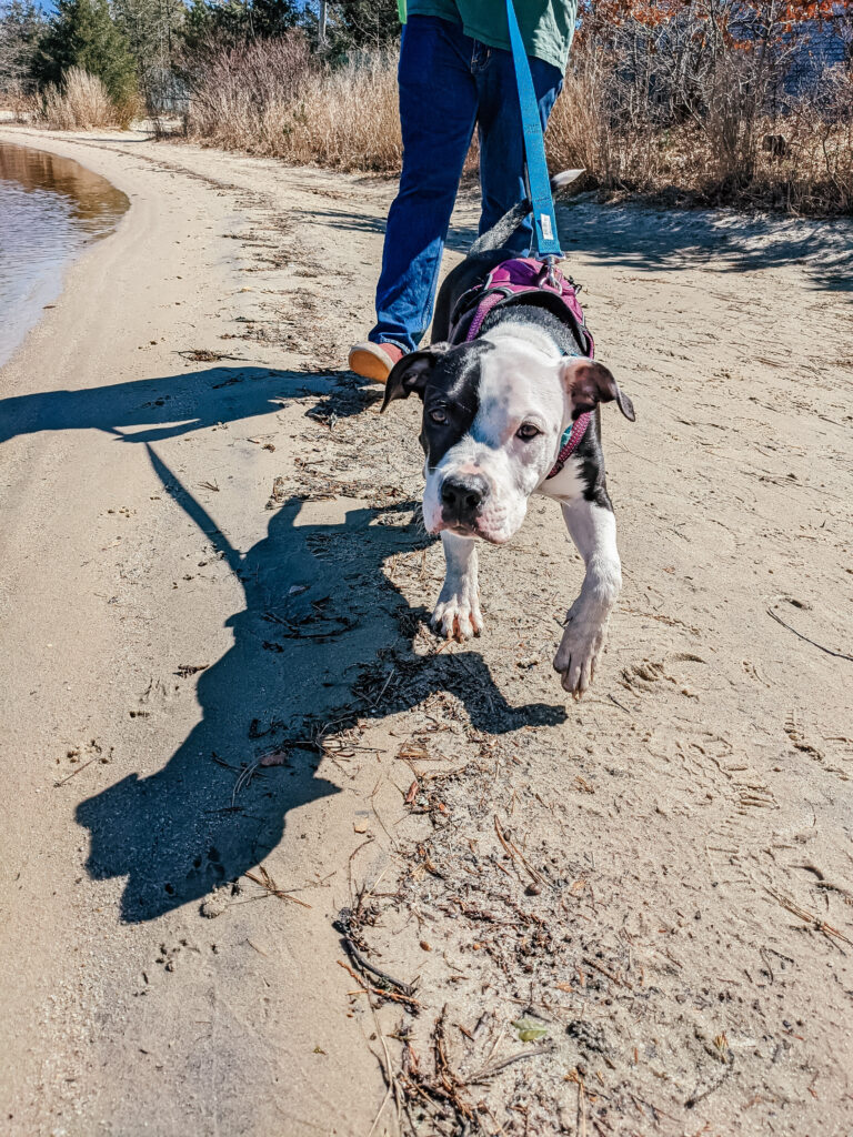 Medium sized Pitbull puppy, Levi, with black body, white feet, and a white face with a large black spot over his left eye on the beach at Manahawkin Lake walking towards the camera in the sand while wearing some of his puppy essential gear, including blue Kong leash, pink Kong Harness, and blue Kong collar. 